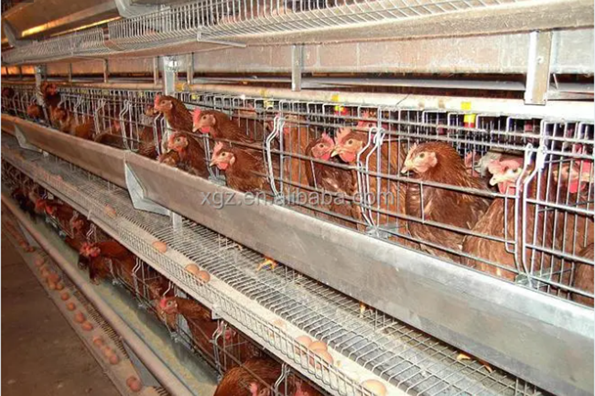 Maison de volaille de poulet de structure en acier à bas prix