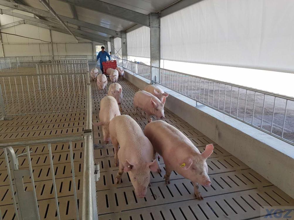 Ferme porcine à structure en acier galvanisée préfabriquée