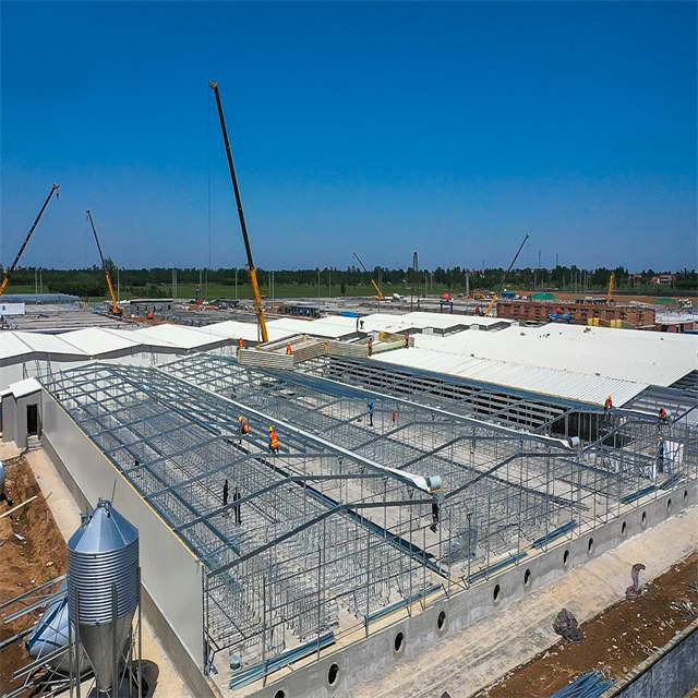 Structure en acier Hangar à porcs Élevage Construction d'élevage