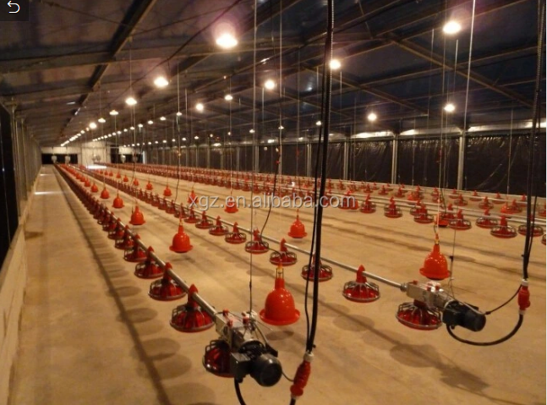 Maison de volaille de poulet de structure en acier à bas prix