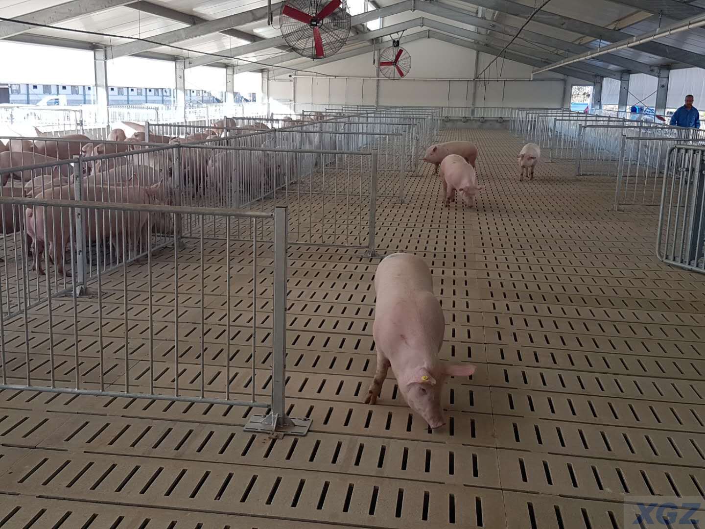 Ferme porcine à structure en acier galvanisée préfabriquée