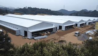 Steel Structre Poulet Poultry House en haute qualité